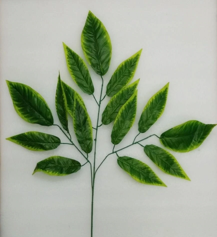 New Pipal Oval Leaves